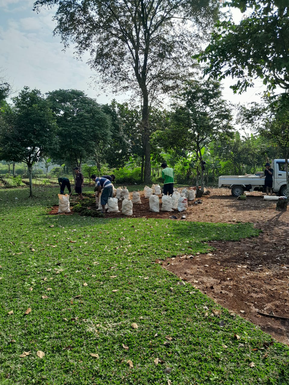 Suplier Rumput Berkualitas