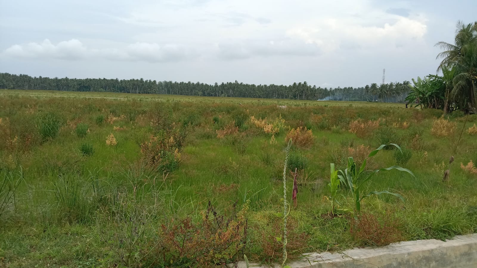 Reviving Flood-Affected Land in Gampong Ulee Ceu